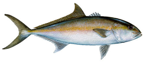 amberjack