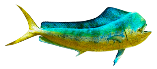 mahimahi