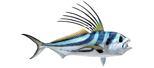 roosterfish