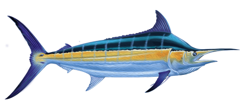 striped marlin