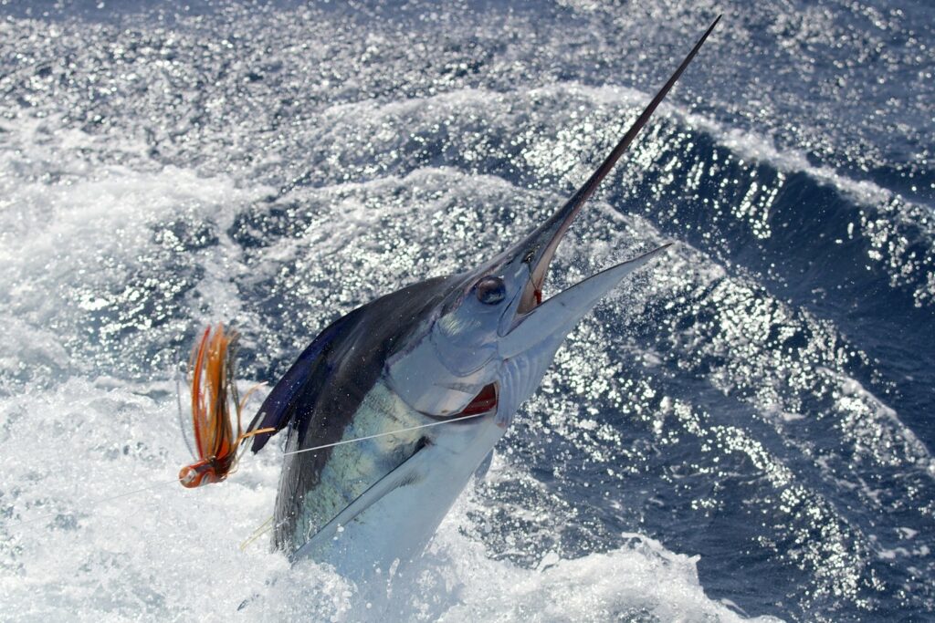 marlin