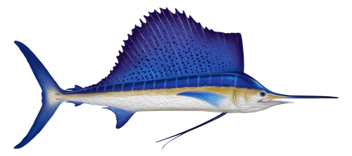 sailfish