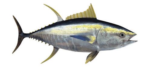 yellowfintuna