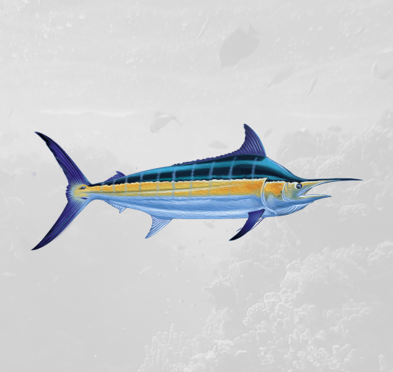 striped marlin