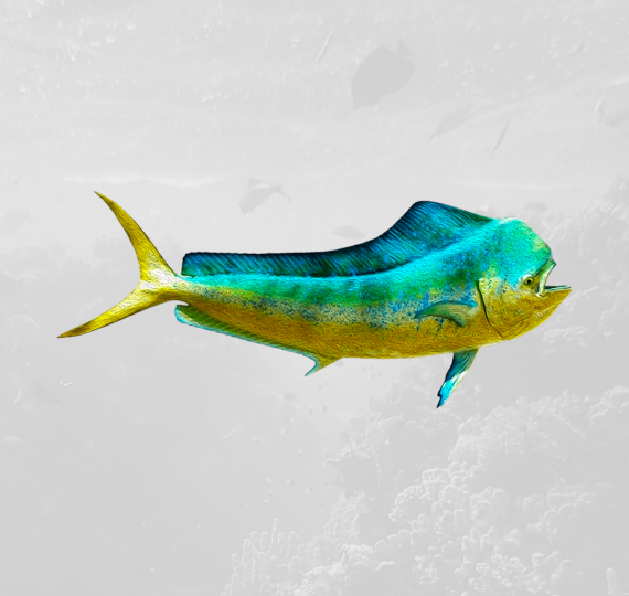 mahi mahi