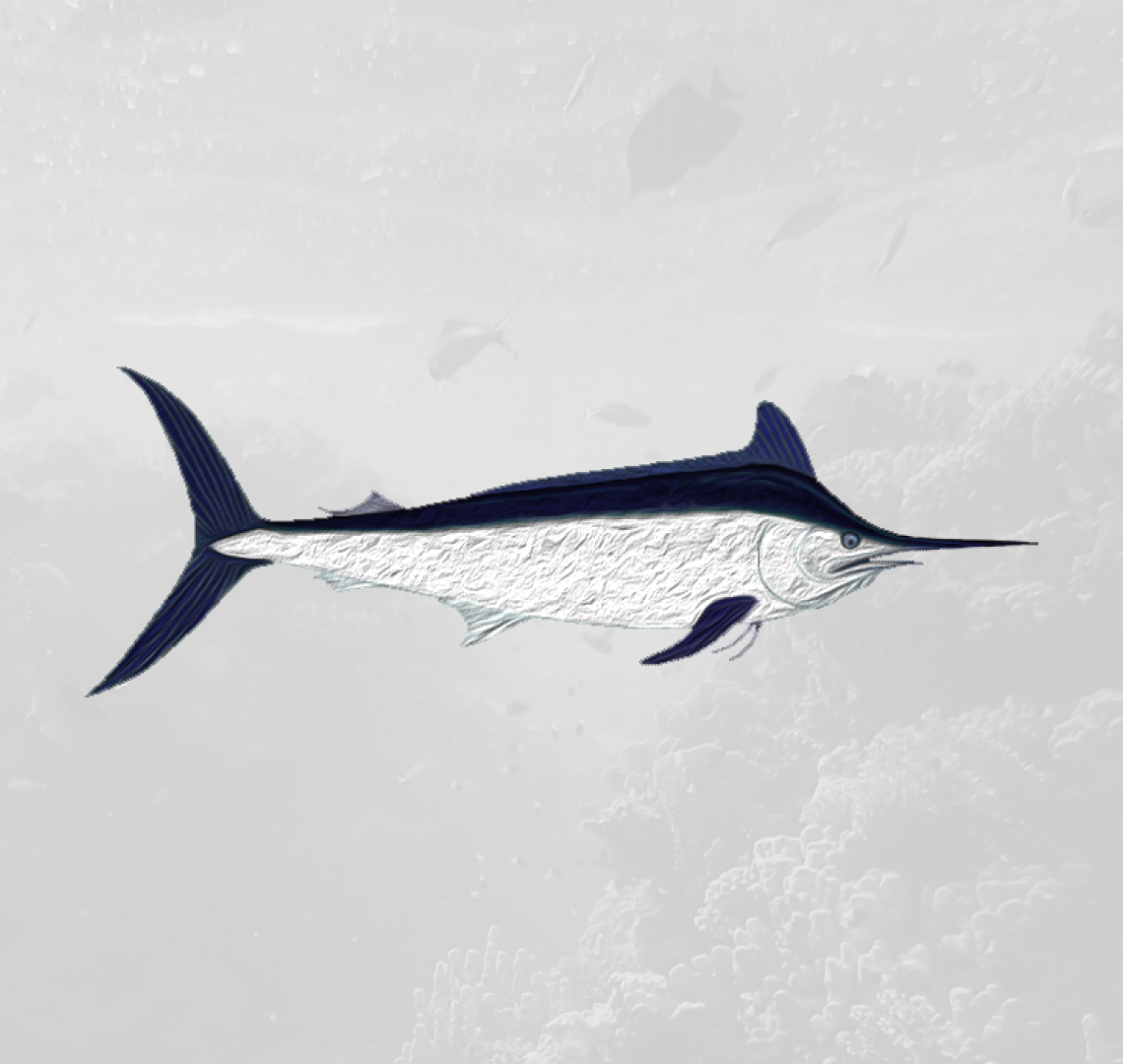 black marlin