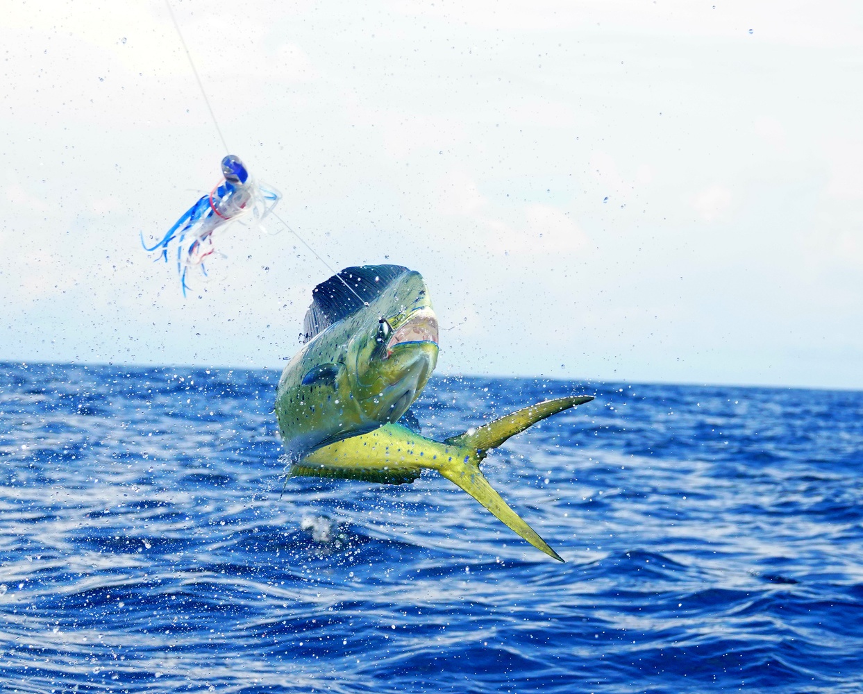 mahi mahi lures