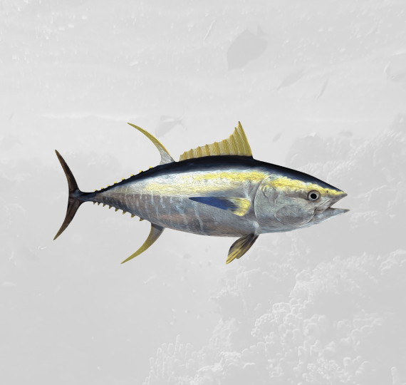 yellowfin tuna