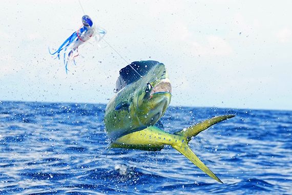 mahi mahi lure